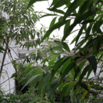 Terreno à venda em Horto Florestal, São Paulo, SP