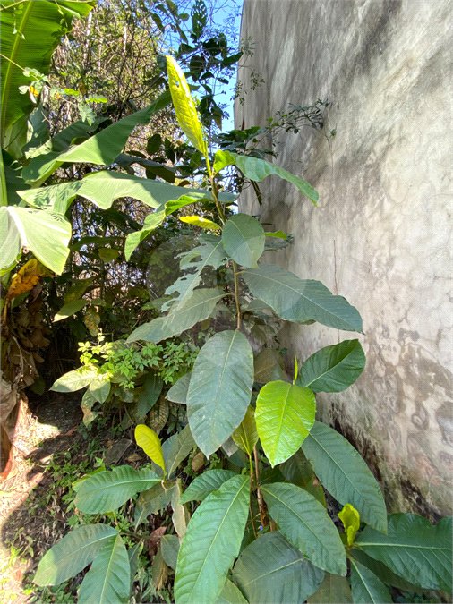 Terreno à venda em Campo Lindo, Seropédica, RJ