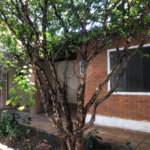 Casa Térrea à venda com 3 quartos em Vila Mazzei, São Paulo, SP