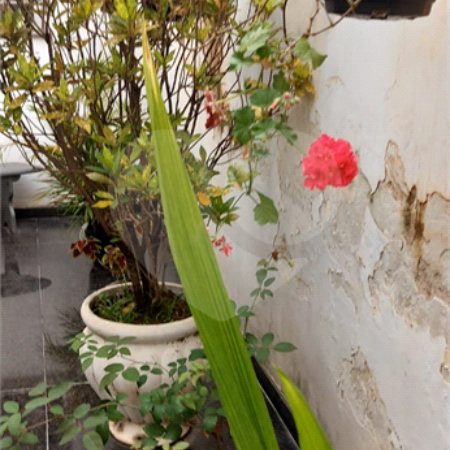 Sobrado à venda com 4 quartos, sendo 2 suítes,  em Jardim Franca, São Paulo, SP