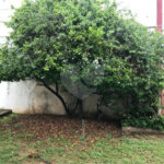 CASA À VENDA COLOCADA COM A SANTA CASA