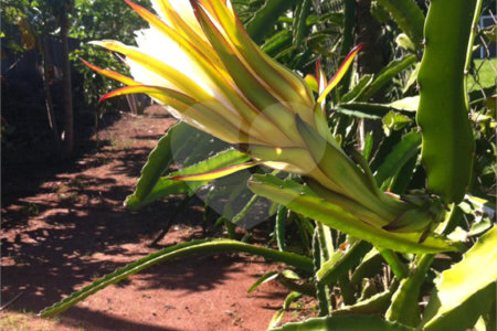 Chácara à venda com 5 quartos em Parque Planalto, Araraquara, SP