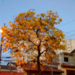 Casa Térrea à venda com 3 quartos, sendo 2 suítes, em Vila Rosália, Guarulhos, SP
