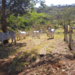 Sítio à venda com 2 quartos no Centro, Descalvado, SP
