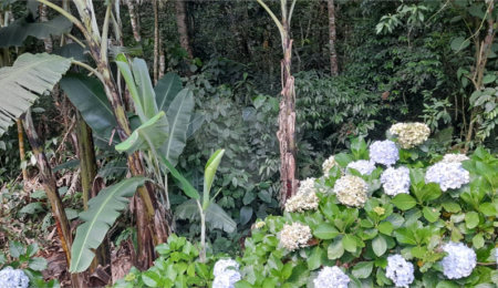Terreno à venda em Roseira, Mairiporã, SP