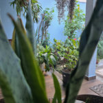 Casa com 6 dormitórios à venda, 250 m² por R$ 2.500.000,00 - Aclimação - São Paulo/SP