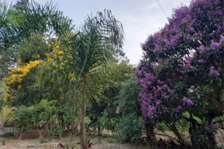 Sítio à venda com 3 quartos em Vila Darcy Penteado (mailasqui), São Roque, SP