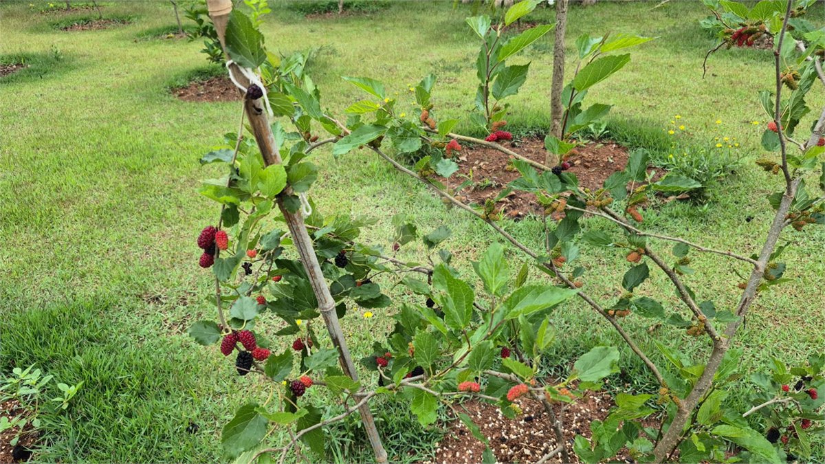 Casa Terreá com 3 suítes a Venda em Atibaia