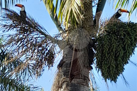 Terreno à venda no condomínio Fazenda Jequitibá, Sorocaba - SP