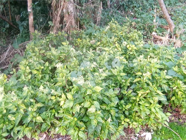 Terreno à venda no condomínio Sausalito, Mairiporã - SP