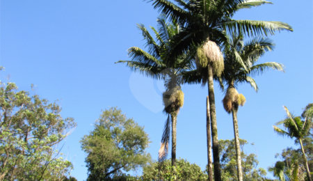 Terreno à venda no condomínio Chácara Flora, São Paulo - SP