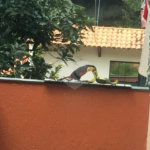 Sobrado à venda com 6 quartos, sendo 2 suítes, em Horto Florestal, São Paulo, SP