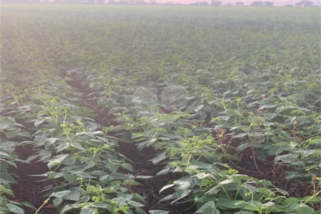 Fazenda à venda com 2 quartos em Canabrava, João Pinheiro, MG