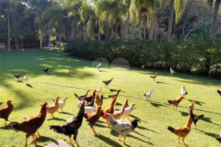 Chácara à venda com 3 quartos, sendo 1 suíte, em Área Rural de Louveira, Louveira, SP