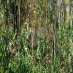 Terreno à venda em Remédios, Mairiporã, SP