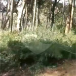 Terreno à venda em Luiz Fagundes, Mairiporã, SP