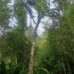 Terreno à venda em Vila Moraes, Mogi das Cruzes, SP