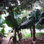 Casa à venda com 4 quartos, sendo 1 suíte,  em Jardim Helga, São Paulo, SP