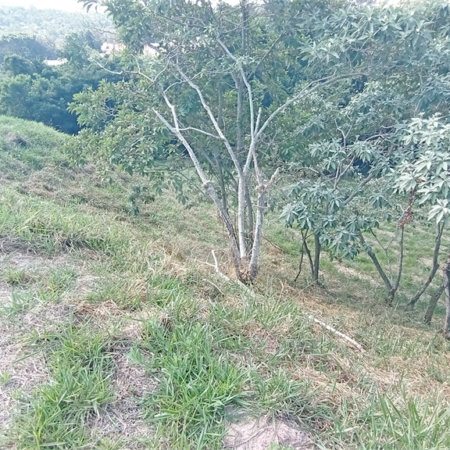 Terreno à venda em Observatório, Vinhedo, SP