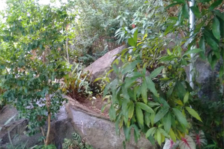 Casa Térrea à venda com 3 quartos, sendo 1 suíte, em Tucuruvi, São Paulo, SP