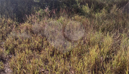 Terreno à venda em Monterrey, Louveira, SP