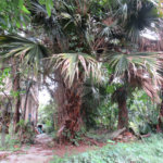 Sobrado à venda com 3 quartos em Tremembé, São Paulo, SP
