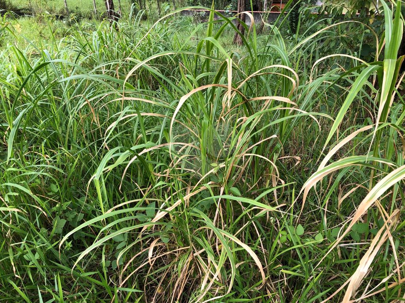 Terreno à venda em Serra da Cantareira, Mairiporã, SP