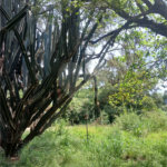Terreno à venda em Jardim Patriarca, Ribeirão Preto, SP