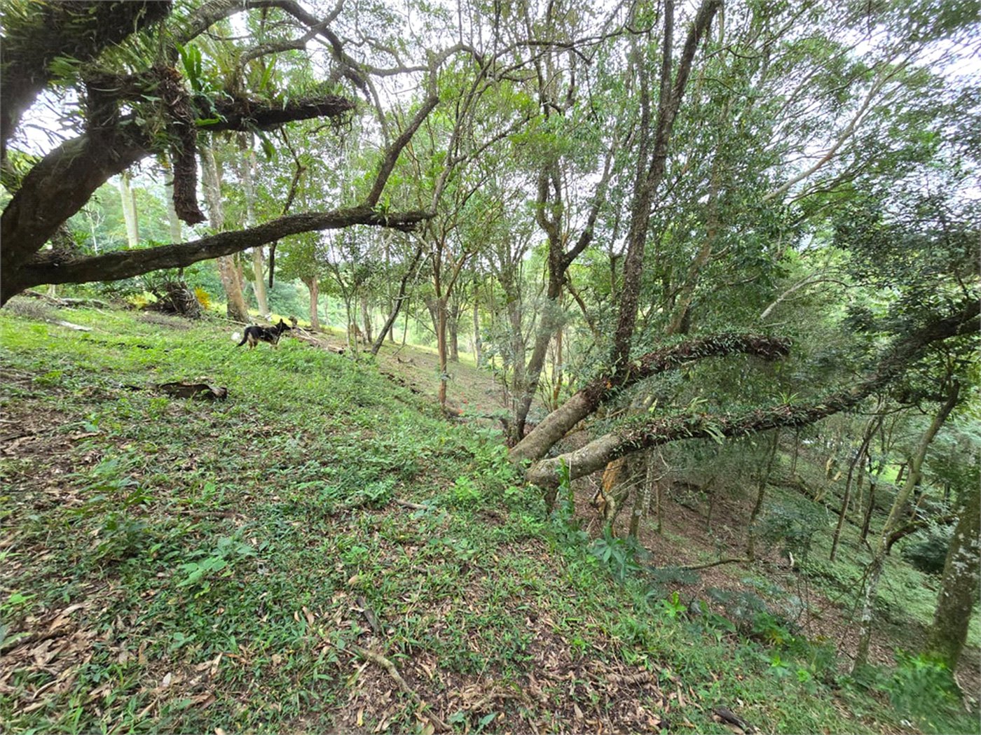 Sítio à venda com 6 quartos, sendo 5 suítes, em Área Rural de Itapetininga, Itapetininga, SP