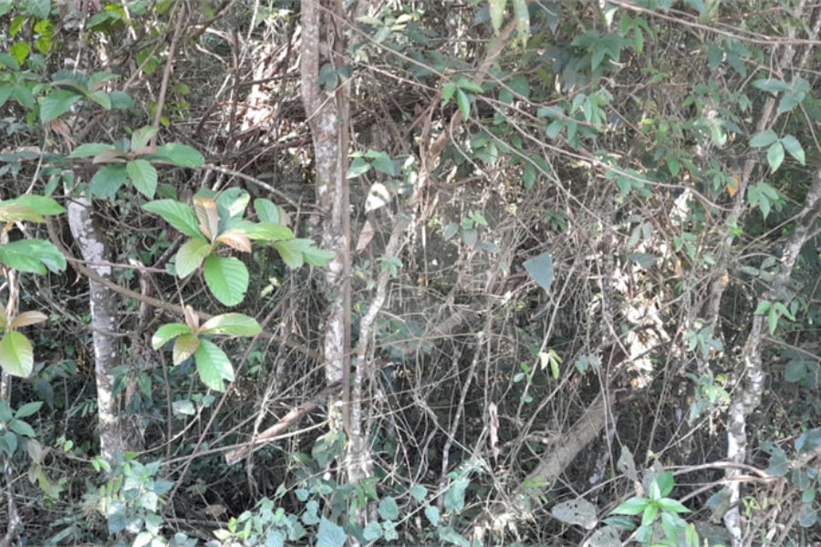 Terreno à venda em Serra da Cantareira, Mairiporã, SP