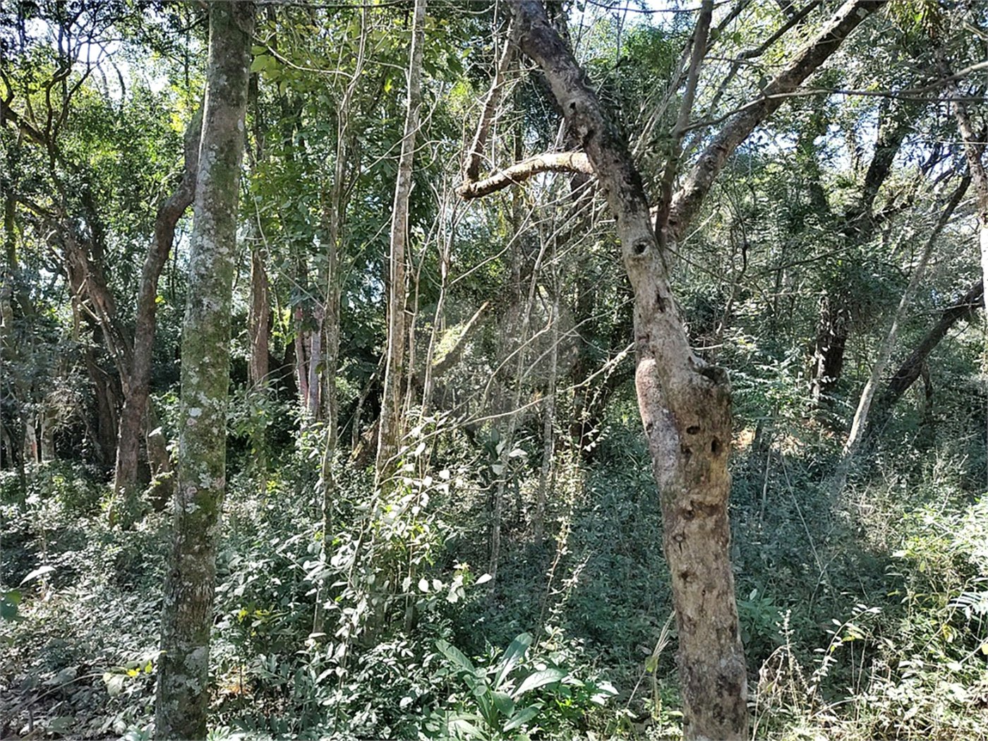 Sítio à venda com 3 quartos, sendo 1 suíte,  em Da Barra, Salto de Pirapora, SP