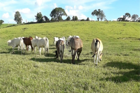 Área de Terra à venda em Área Rural de Monte Mor, Monte Mor, SP