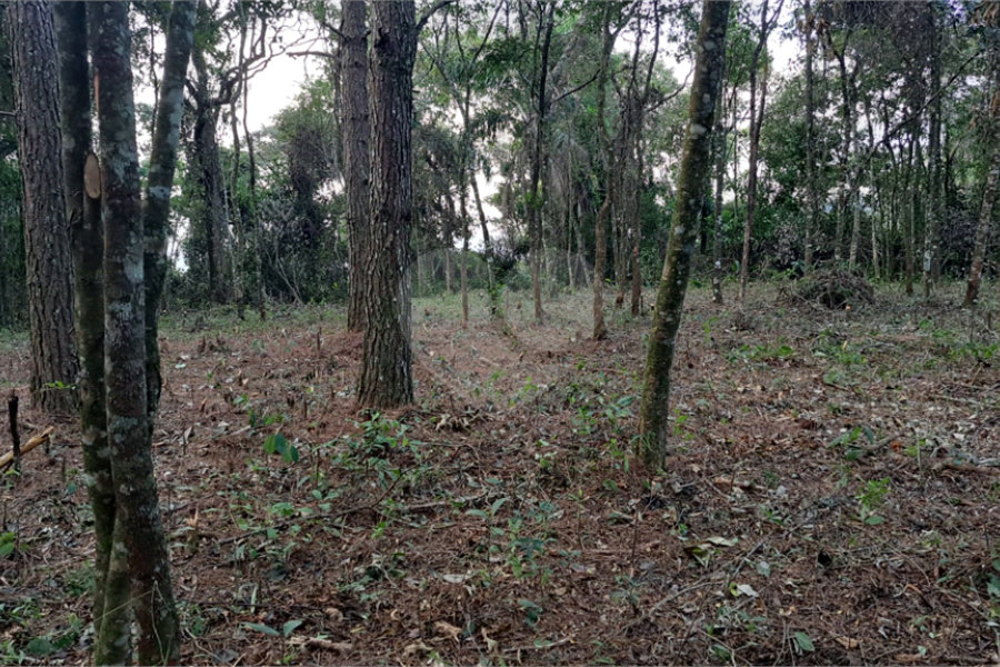Terreno à venda em Roseira, Mairiporã, SP