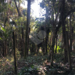 Terreno à venda em Roseira, Mairiporã, SP
