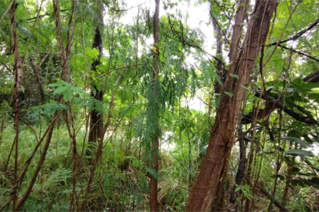 Terreno à venda em Vila Suzana, São Paulo, SP