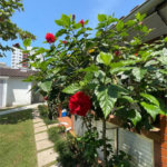 Casa Residencial à venda, Parque Enseada, Guarujá - CA0394.