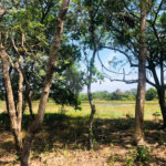 Sítio à venda com 3 quartos em Área Rural de Três Lagoas, Três Lagoas, MS