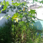 Terreno à venda em Tucuruvi, São Paulo, SP