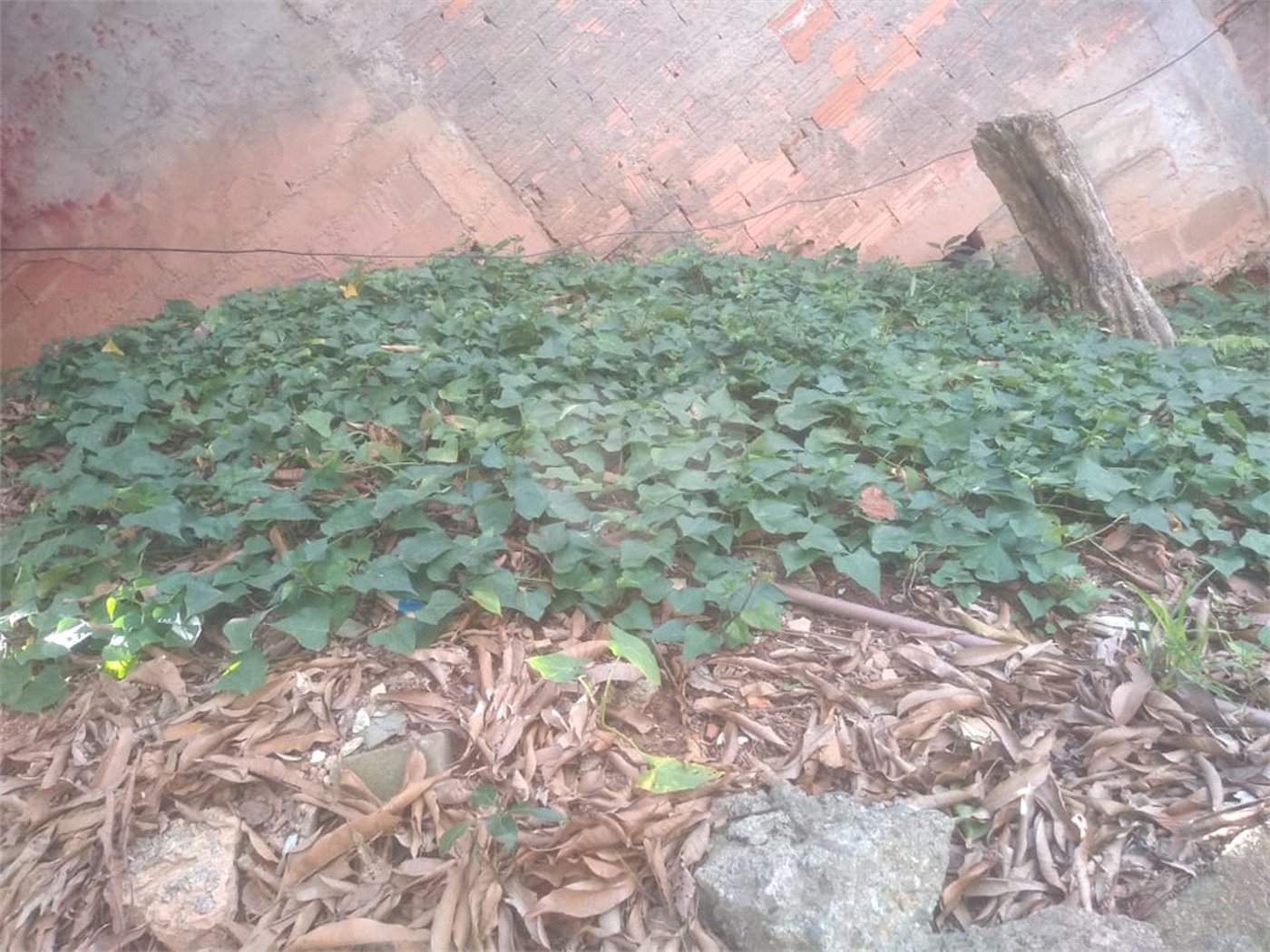 Terreno à venda em Freguesia do Ó, São Paulo, SP