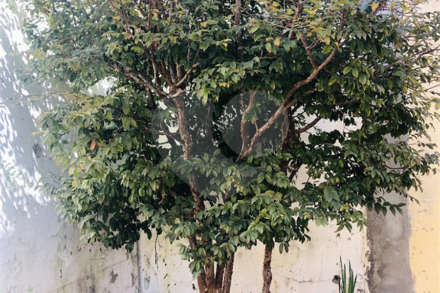 Sobrado à venda com 3 quartos, sendo 1 suíte, em Jardim Peri, São Paulo, SP