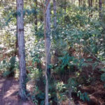 Terreno à venda em Jardim Glória, Miracatu, SP