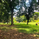 Terreno à venda em Tremembé, São Paulo, SP
