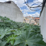 Terreno à venda em Jardim Guapira, São Paulo, SP