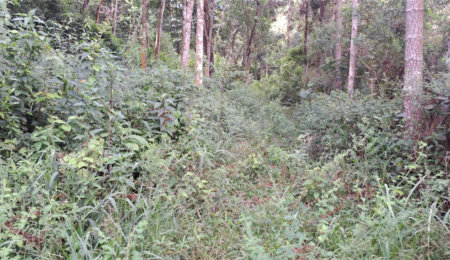 Área de Terra à venda em Terra Preta (terra Preta), Mairiporã, SP