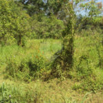 Chácara à venda com 1 quarto em Cruz das Almas, Biritiba-mirim, SP