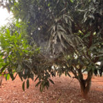 Chácara à venda com 3 quartos em Vila Sottemo, Itapetininga, SP