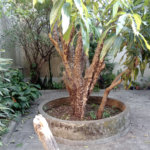 Sobrado à venda com 3 quartos, sendo 2 suítes, em Jardim do Colégio (zona Norte), São Paulo, SP
