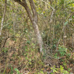 Terreno à venda em Curral, Ibiúna, SP
