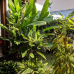 Sobrado à venda ou para alugar com 5 quartos, sendo 3 suítes, em Jardim Marajoara, São Paulo, SP