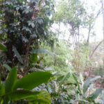 Sobrado à venda com 5 quartos, sendo 3 suítes, em Fazenda Morumbi, São Paulo, SP